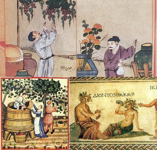 История вина и виноделия – появление и важные этапы развития