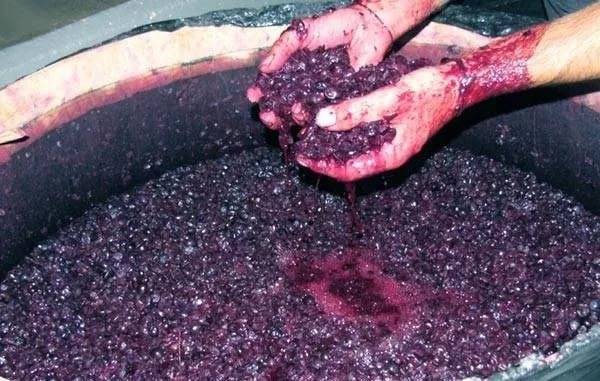 Как сделать вино из винограда в домашних условиях из изабеллы простой рецепт пошагово с видео