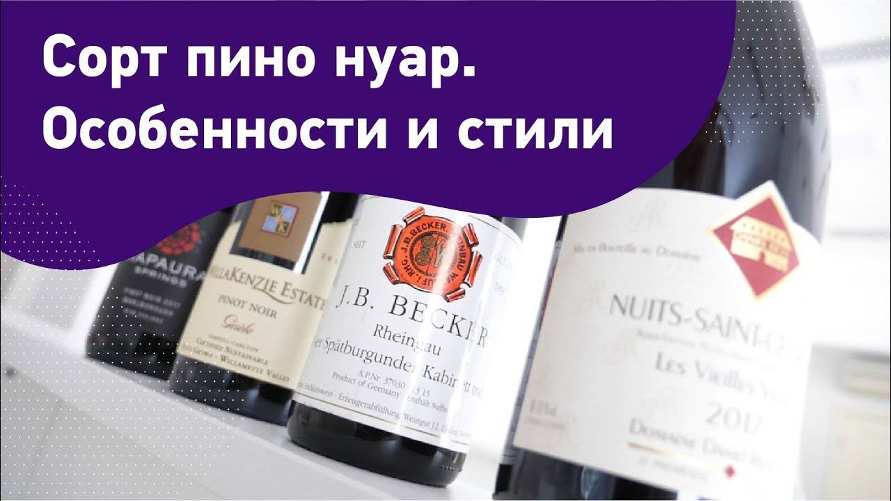Элитный сорт винограда для вина пино нуар