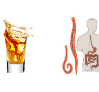 Убивает ли алкоголь глистов, как спирт влияет на гельминтов, бывают ли они у алкоголиков?