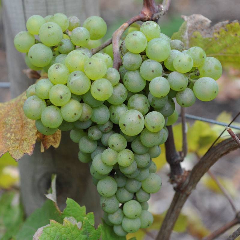 Совиньон блан (sauvignon blanc) - описание сорта винограда, вино