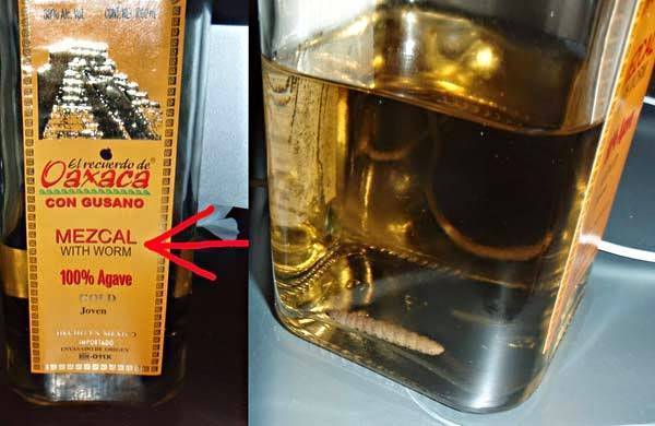 Мескаль: бутылка мексиканской выпивки из агавы с червяком внутри