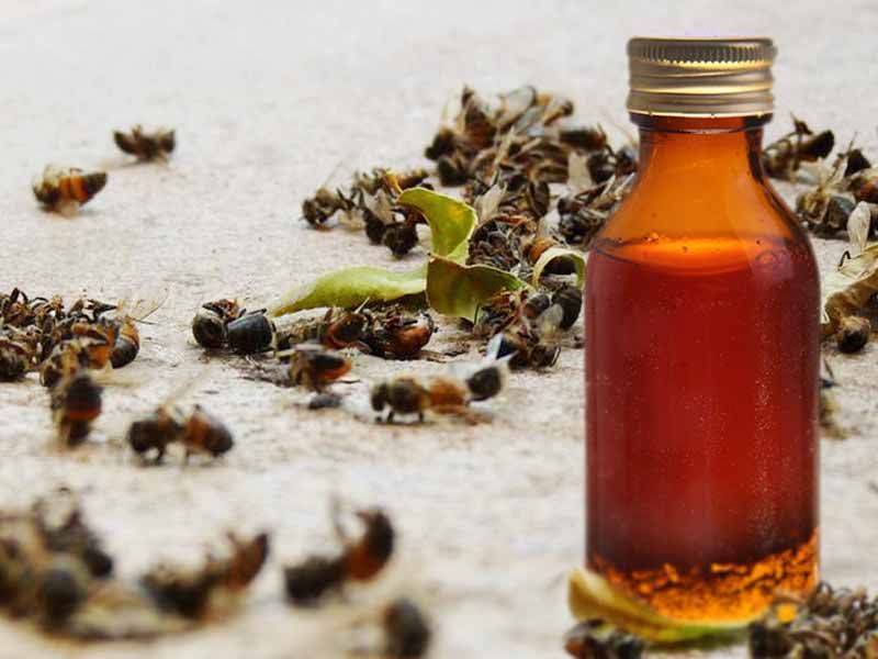Пчелиный подмор: настойка на водке. при каких заболеваниях принимать