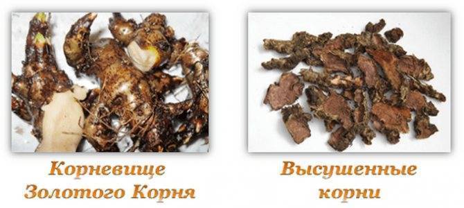 Золотой корень настойка на водке, спирте, самогоне: рецепты