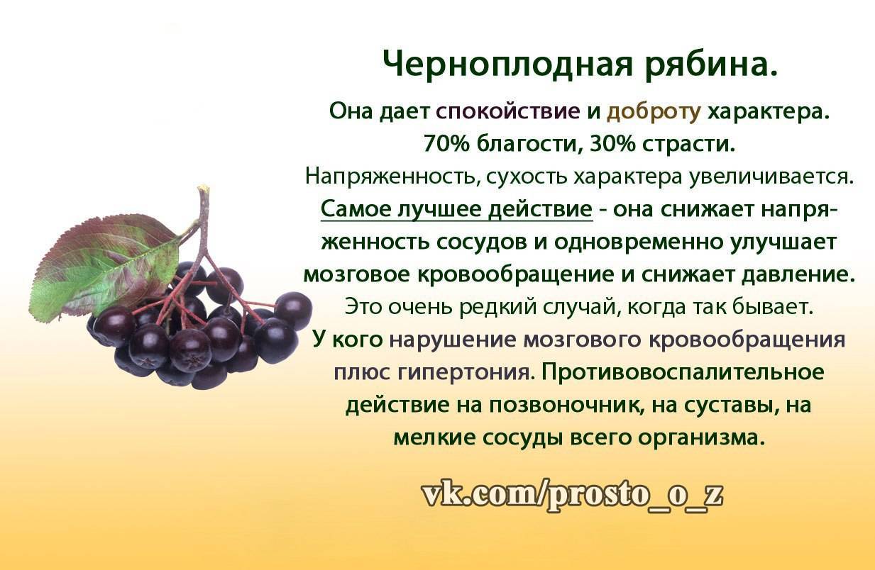 Польза вред противопоказания. Арония черноплодная рябина препарат. Черноплодная рябина витамины состав. Рябина черноплодная полезные свойства. Характеристики листа черноплодной рябины.