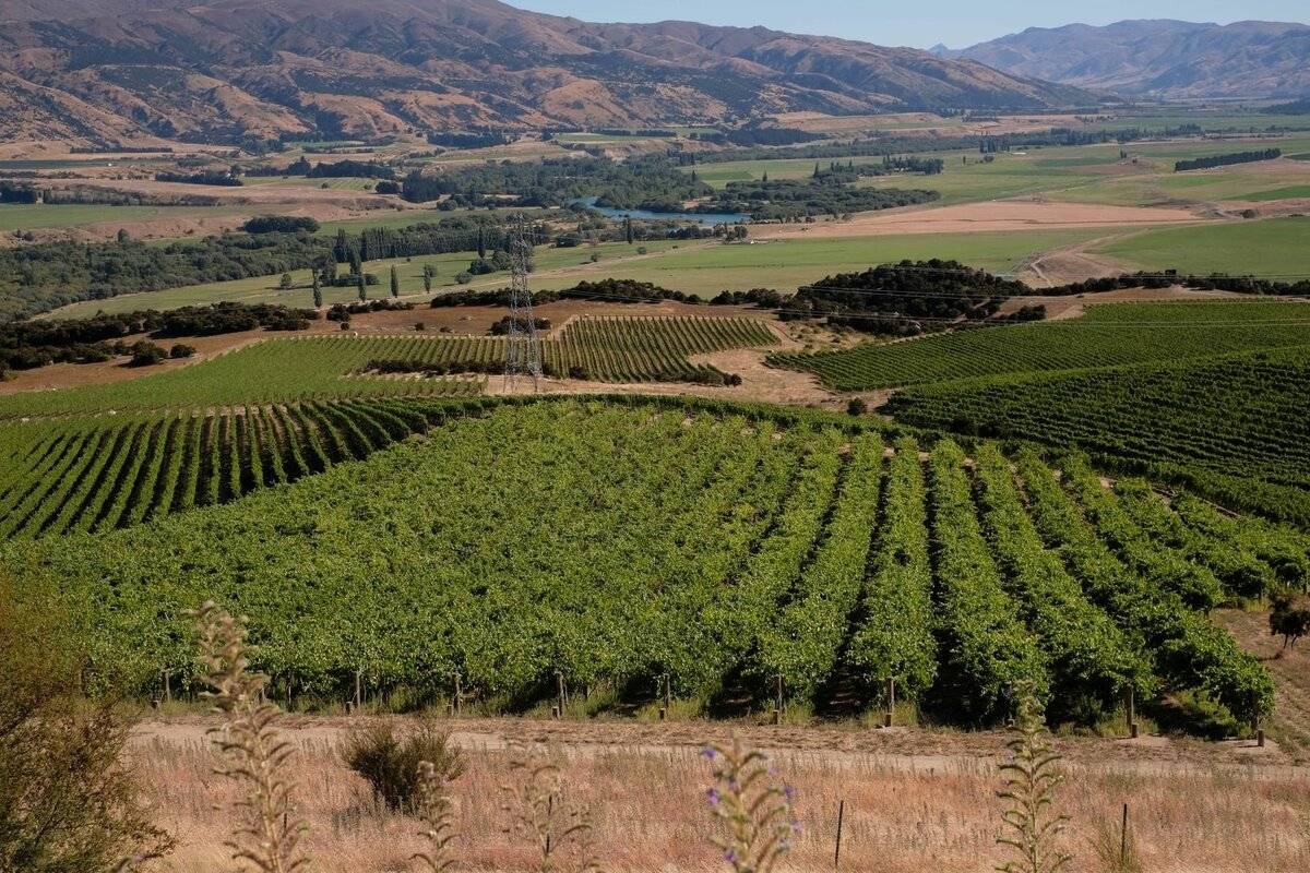 10 лучших винодельческих предприятий в новой зеландии - ? миролюбивый - 2020