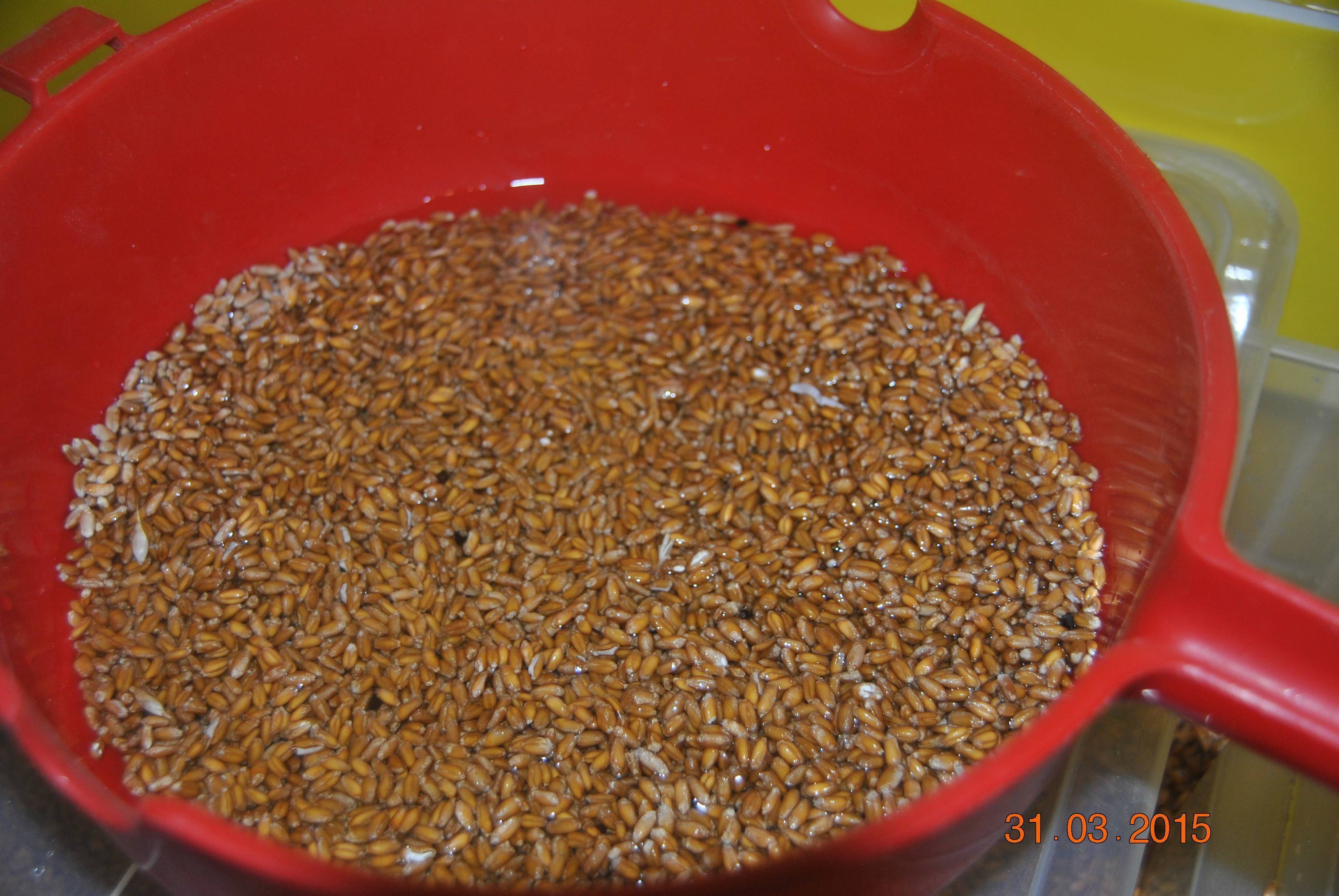 Лучшие рецепты самогона из зёрен пшеницы