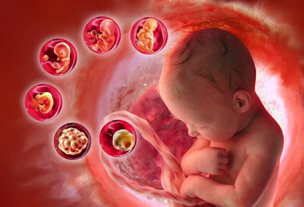 Имплантация эмбриона при эко: как это происходит, ее признаки