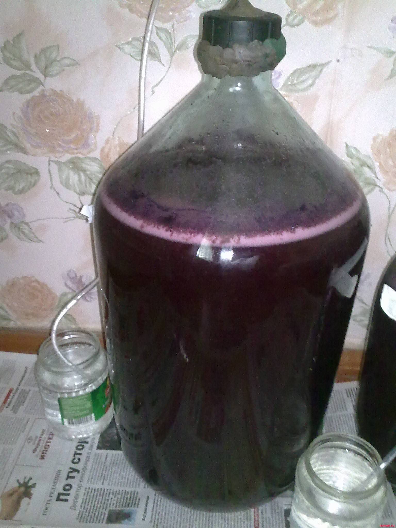 Вино покрывается плесенью, что делать при появлении грибка на домашнем вине