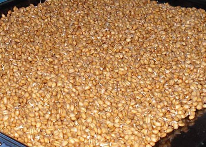 Как приготовить брагу из пшеницы для самогона: зерновой рецепт
