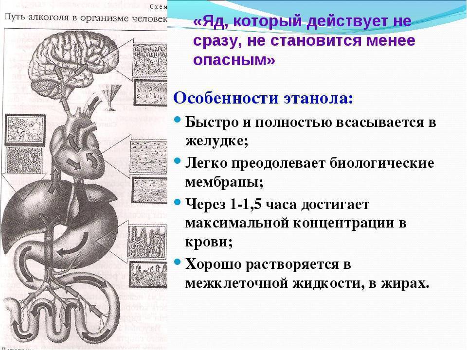 Рассмотрите схему подготовьте краткую справку на какие системы органов алкоголь влияет отрицательно