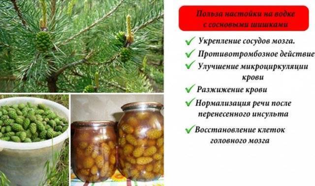 Сосновые шишки: лучшие рецепты для лечения и укрепления здоровья | полезно (огород.ru)