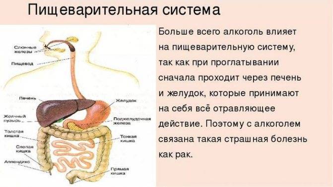 Что сделать, чтобы не тошнило после алкоголя