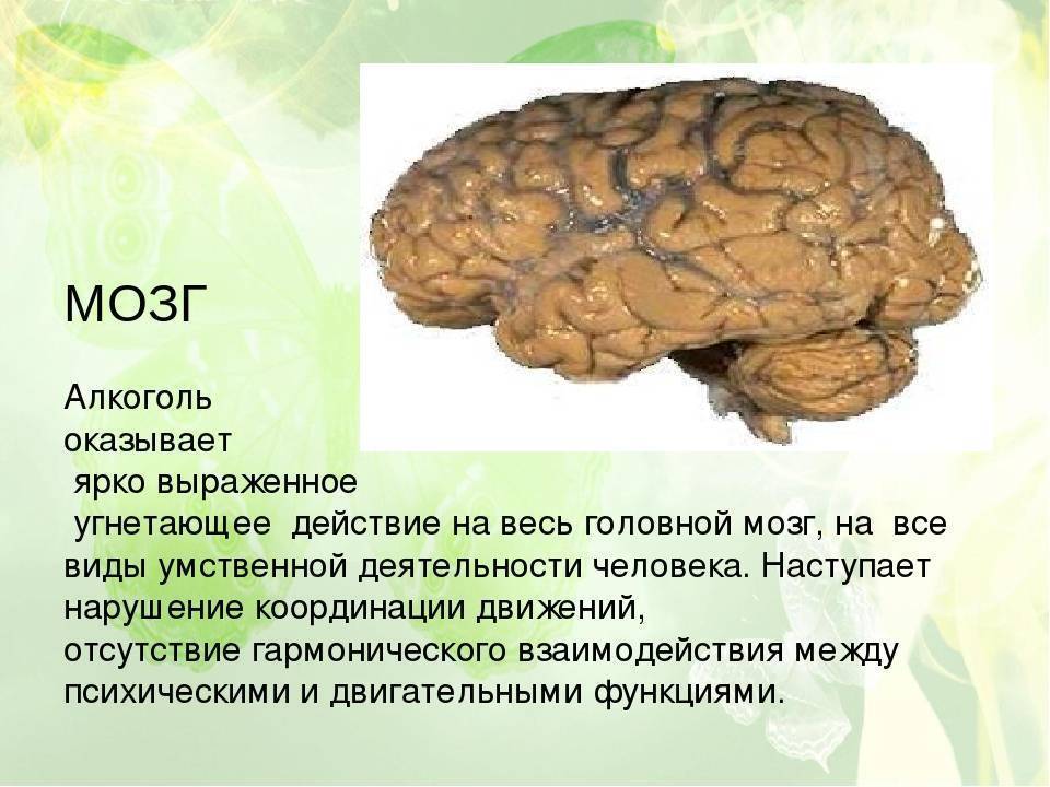 Влияние алкоголя на мозг человека