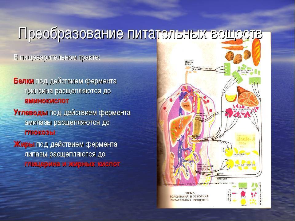 Пищеварительные белки. Преобразование питательных веществ. В пищевом тракте питательные вещества. Пищеварение и питательные вещества. Путь питательных веществ в организме.