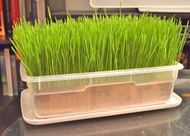 Как прорастить пшеницу. Микрозелень овес. Wheatgrass проращивание. Проращивание ростков пшеницы. Пшеница гидропоника микрозелень.