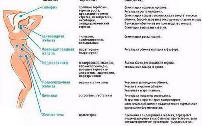 Пиво содержит женские гормоны миф или реальность - лор-заболевания