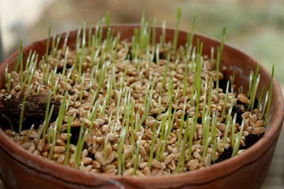 Проращивание пшеницы: пошаговая инструкция, применение, отзывы