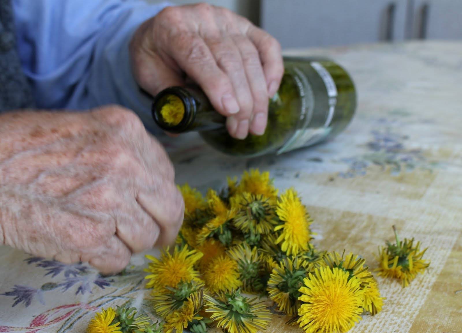 Вино из одуванчиков рецепт приготовления в домашних условиях: простой классический и с цитрусовыми. как сделать из цветков – технология и полезные советы