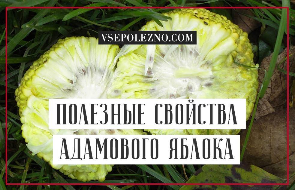 Адамово яблоко применение настойки на водке в домашних условиях рецепты приготовления с фото простые