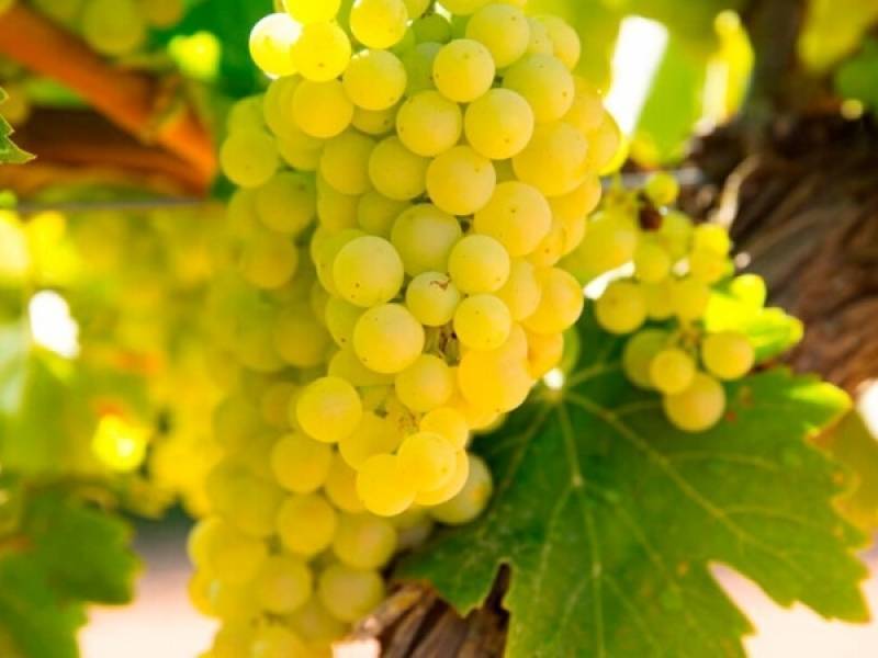 Шардоне - вино из бургундии, описание одноименного сорта и напитка, ароматы вина