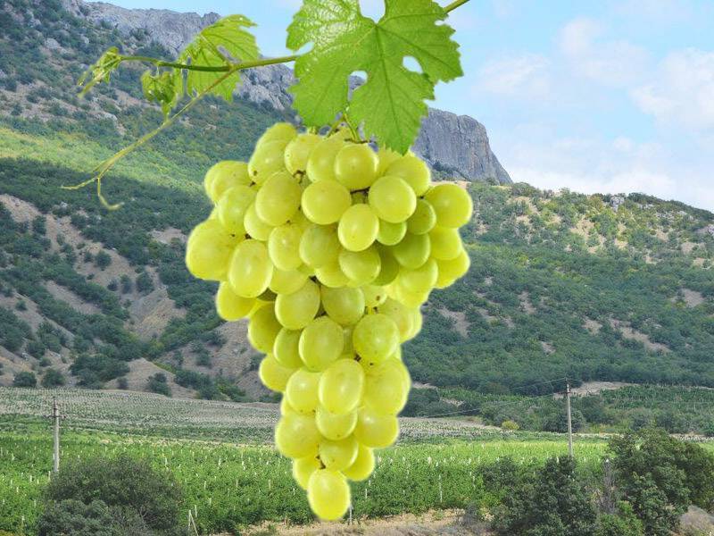 Сорта винограда для красного вина – топ 15