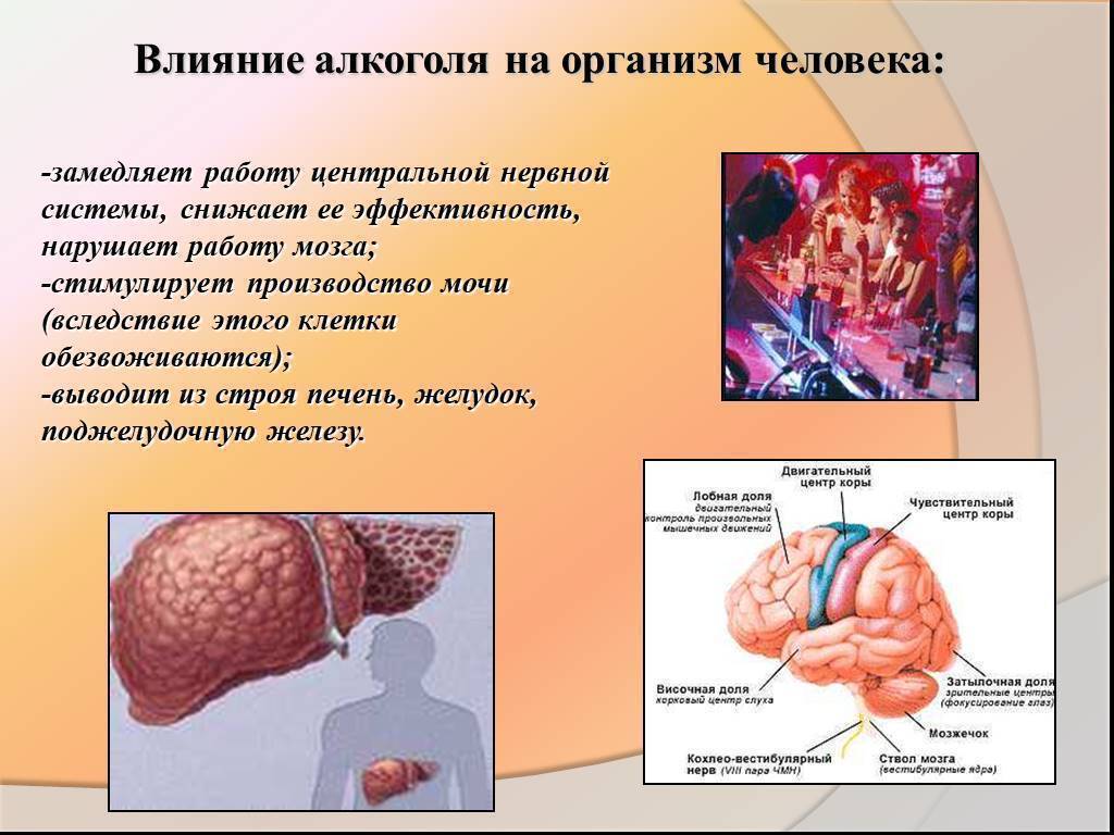 Влияние алкоголя на организм человека картинки