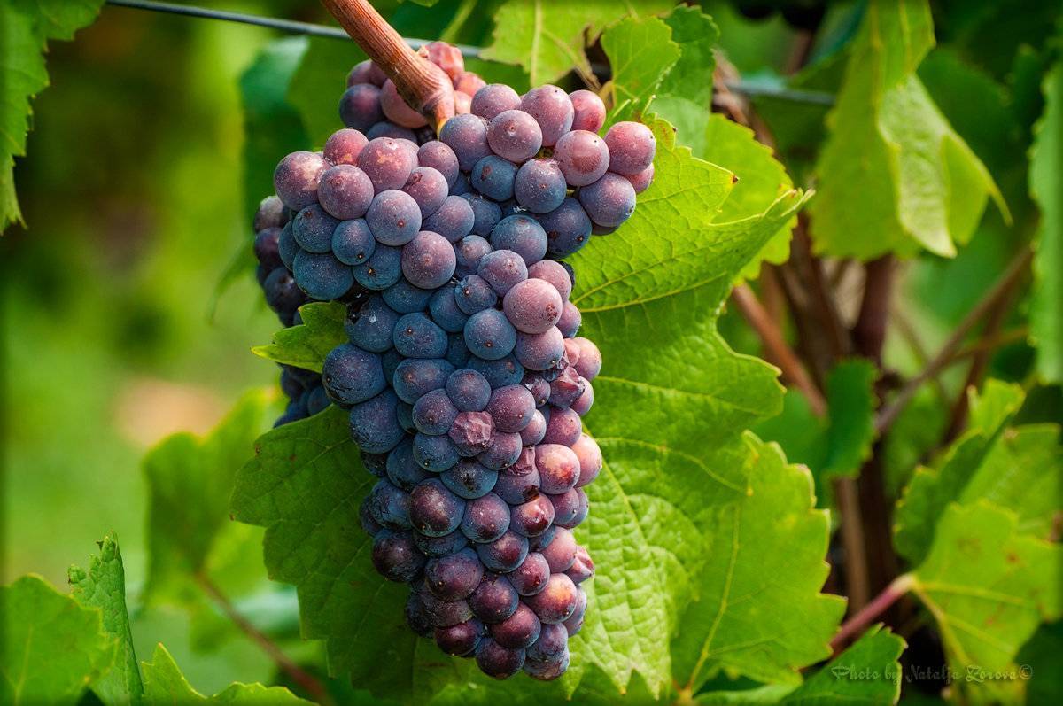 Вино «пино нуар (pinot noir)» – особенности употребления