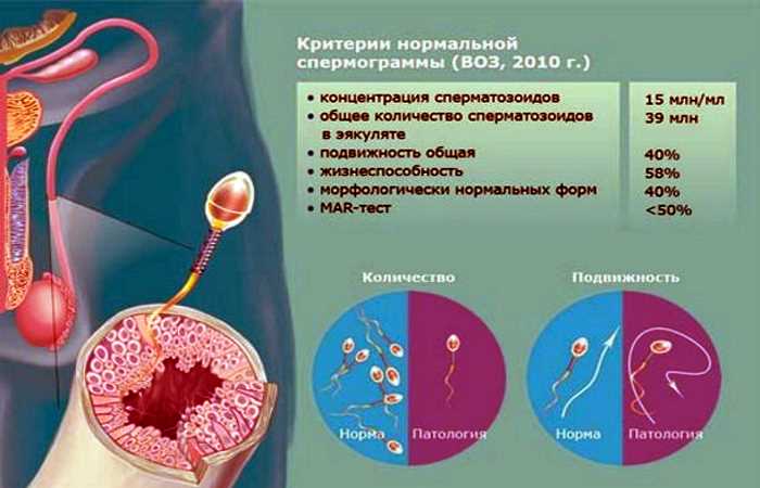 Зачатие и алкоголь: влияние алкоголя на качество спермы