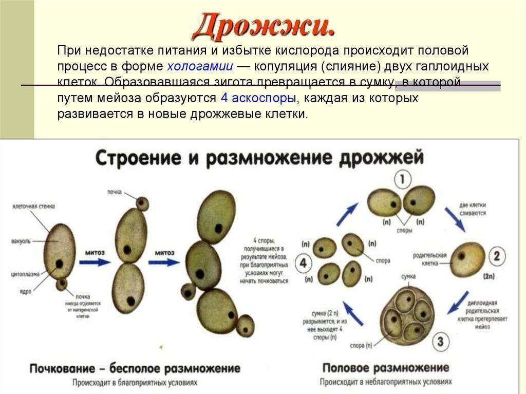Способ размножения дрожжевых грибов - информация, которая удивляет