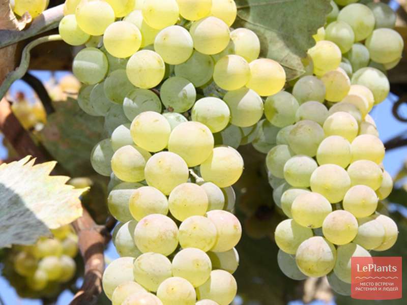 Сорта винограда для вина-лучшие представители.