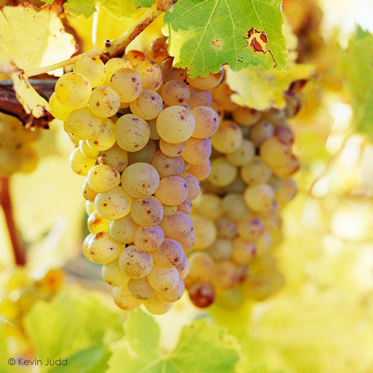 Белое вино sauvignon blanc (совиньон блан): что это за сорт, полное описание с фото