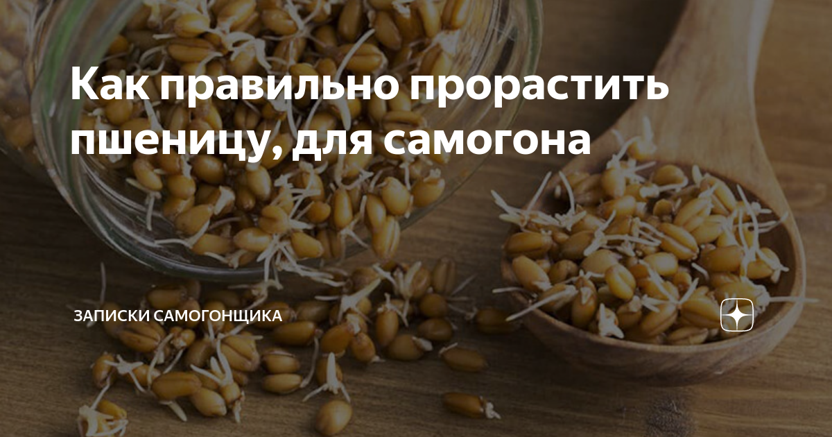 Как нужно проращивать пшеницу для самогона