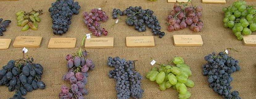 Сорта винограда для крыма - винные и столовые сорта, особенности выращивания винограда на крымском полуострове