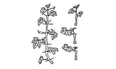 Чем полезны листья винограда изабелла. виноград изабелла и лидия – реальная польза и надуманный вред