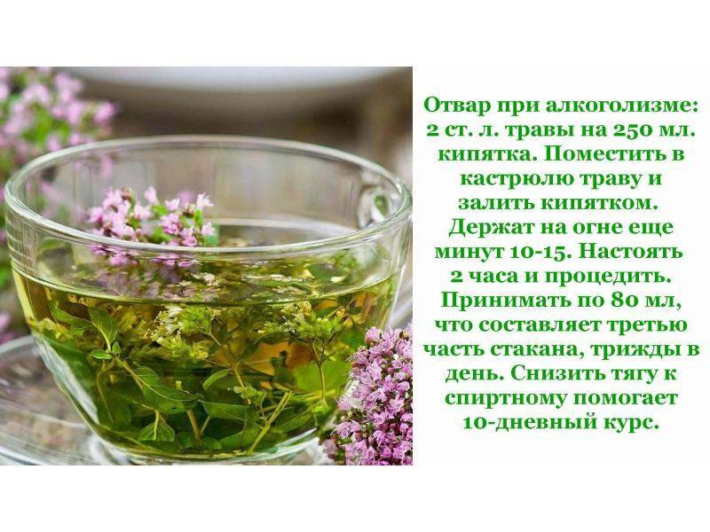 Чабрец - лечебные свойства и противопоказания, рецепты приготовления отваров, настоек и чаев