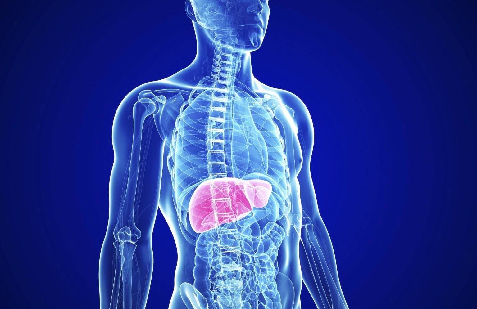 человеческий организм. лимфатическая система лимфоотток. жкт человека. от какого организма появился новый организм биология 5 класс. момент слияния мужской и женской клетки.