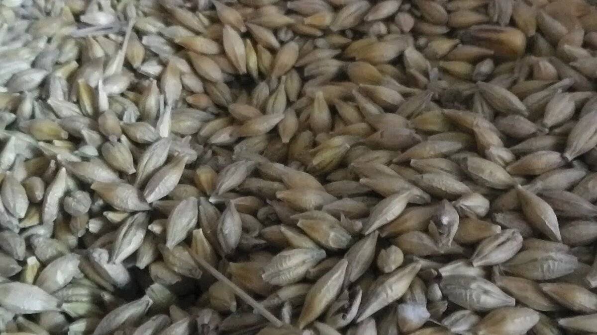 Как готовится брага на диких дрожжах пшеницы?