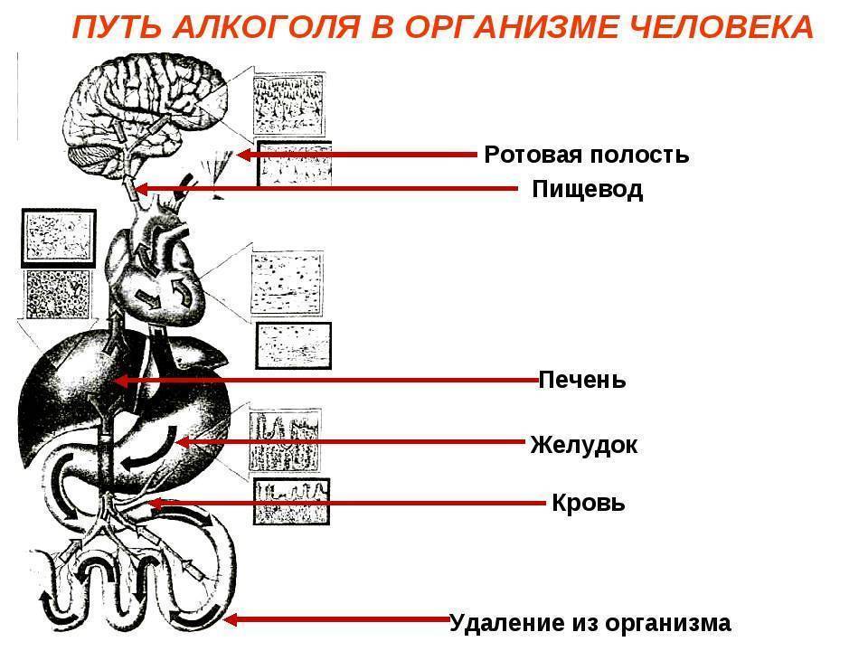 Какую функцию выполняет орган обозначенный на рисунке буквой ж всасывания алкоголя и лекарств ответ