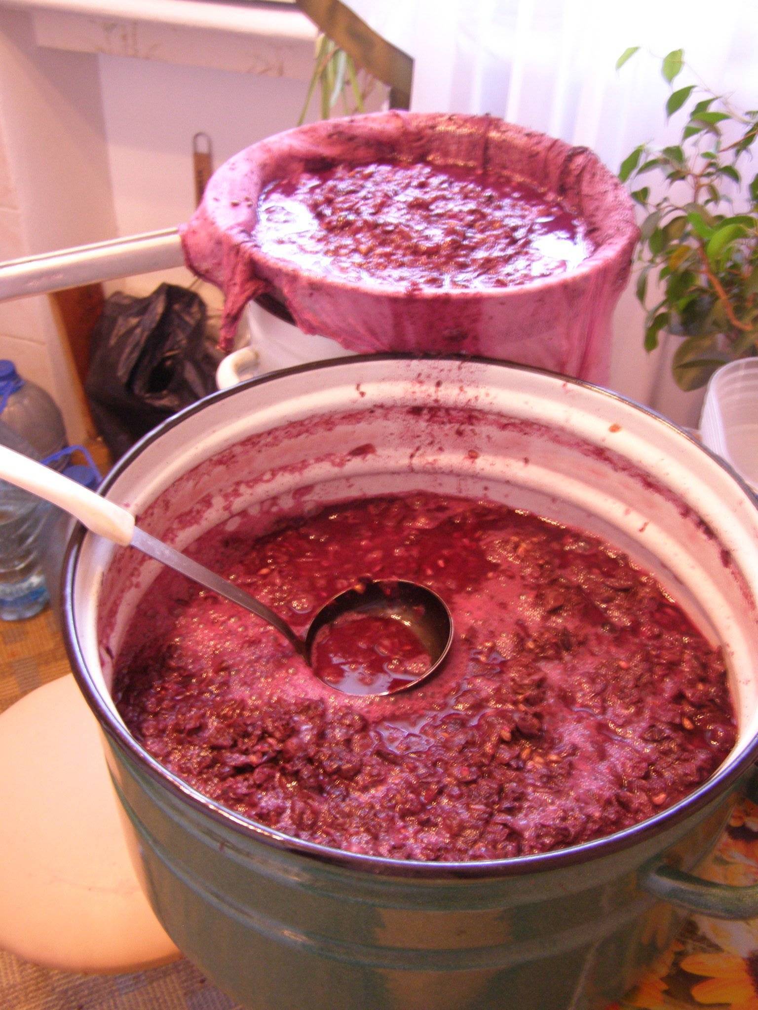 Почему не бродит мезга из виноградных или иных ягод, что делать, если сусло после отделения от выжимок не начало брожение?