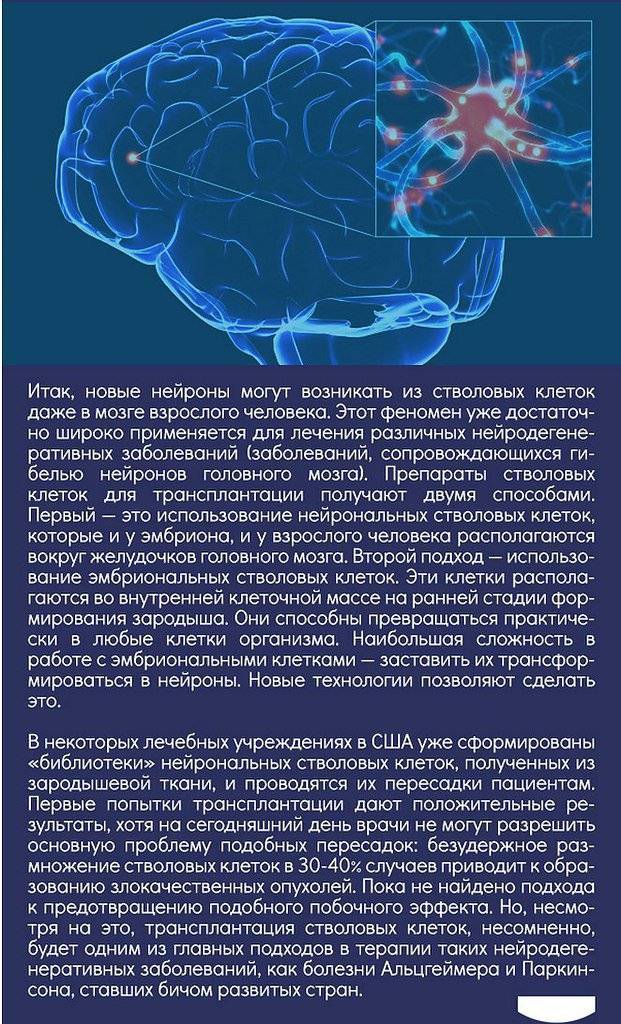 Восстановление клеток мозга. Востагавливаютсч ди нервнве контуи. Клетки головного мозга. Восстанавливаются ли нервные клетки. Регенерируются ли нервные клетки.