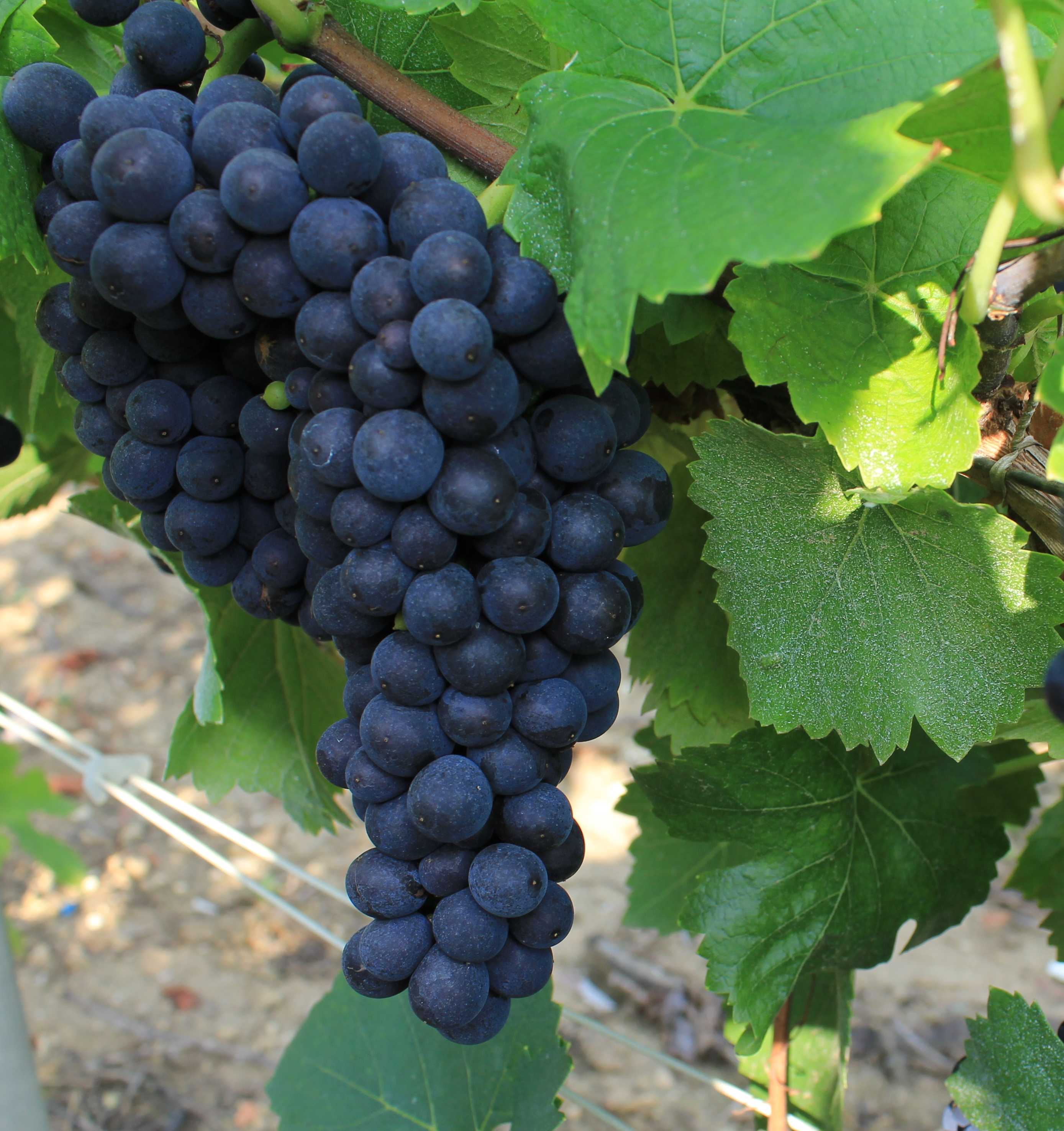Вино Пино Нуар (Pinot Noir) — особенности, разновидности и культура употребления