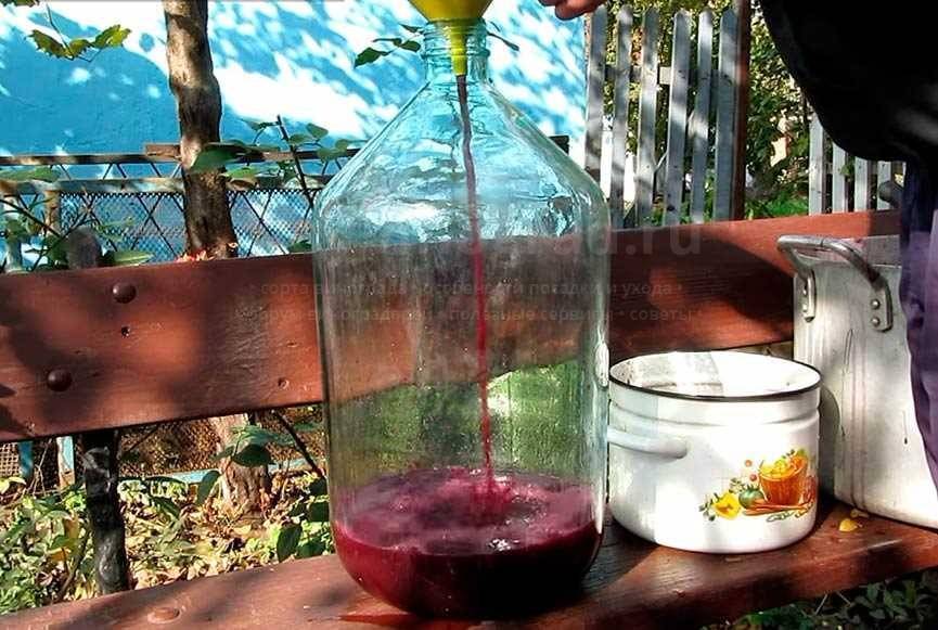 Брага из винограда для самогона: пропорции, рецепт
