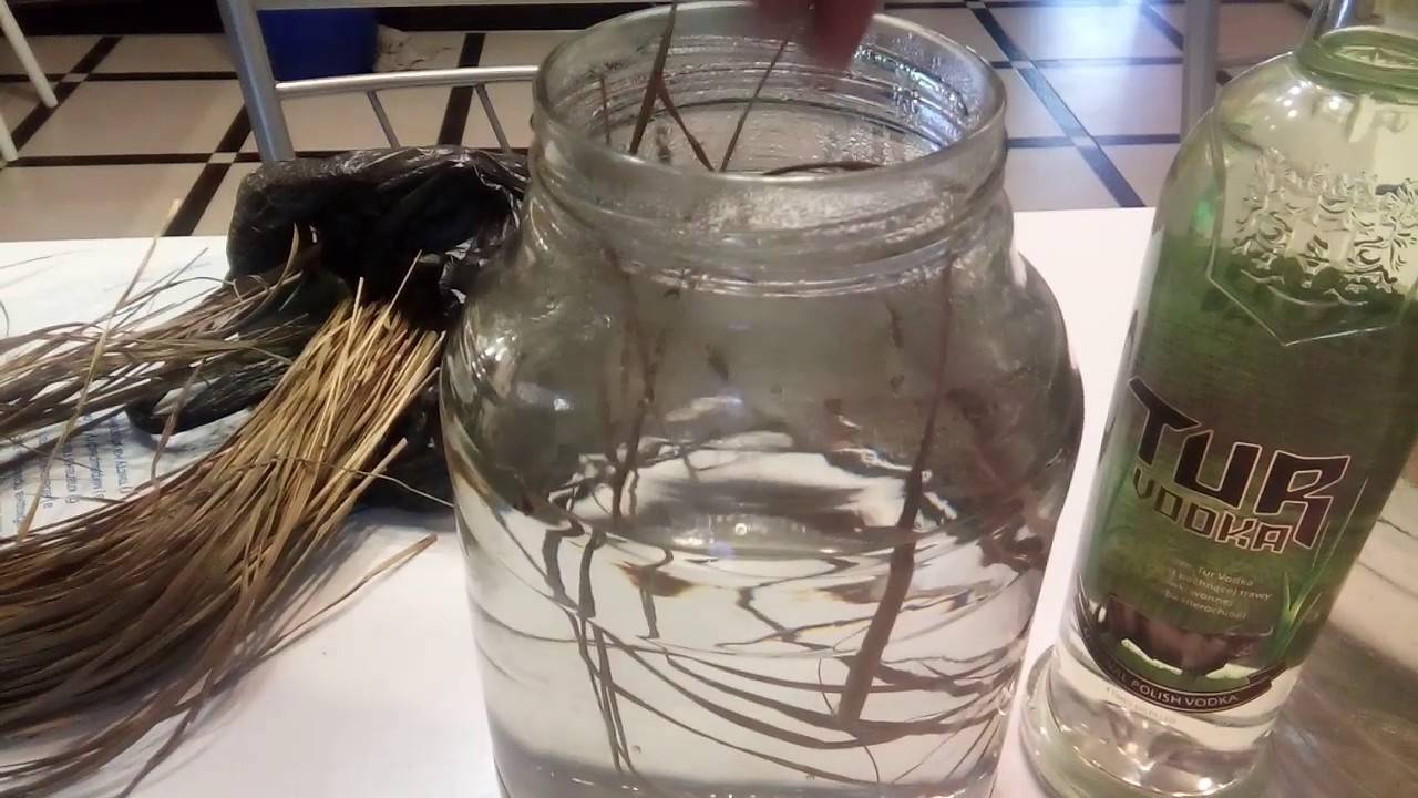 Как приготовить настойку из травы зубровки: рецепты горькой зубровки из водки и самогона в домашних условиях