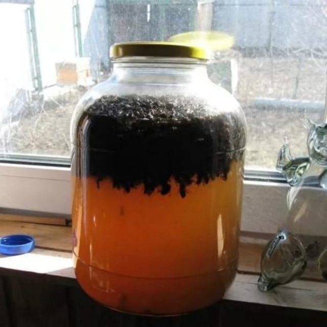 Настойка из пчелиного подмора на водке, при каких заболеваниях пить